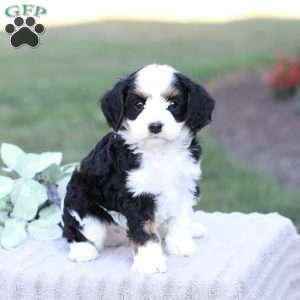 Jett, Cavapoo Puppy